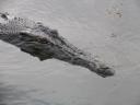 Live croc i Yellow River, Kakadu