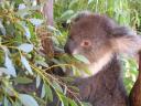 En nuttet koala