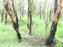 Den saere lysegroenne sortsvedne skov