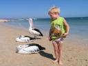 William og pelikanerne